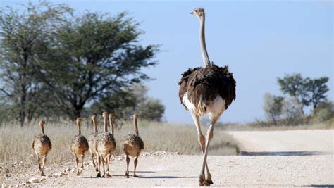 10 of the biggest birds on Earth | Live Science