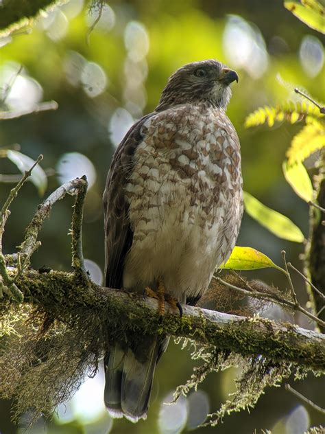 A Broad-Winged Hawk in the Rainforest - photo taken through a ...