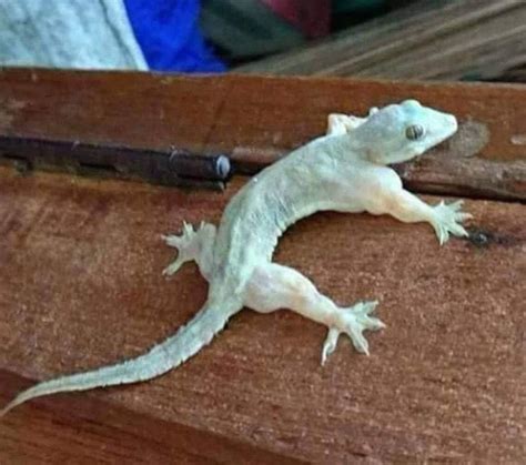 Absolute unit of muscle lizard. : AbsoluteUnits