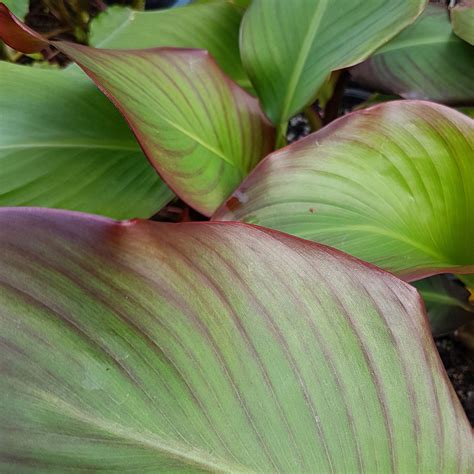 Edible Pond Water Plants - Perth, Sydney, Melbourne, Brisbane Adelaide - The Lily Farm