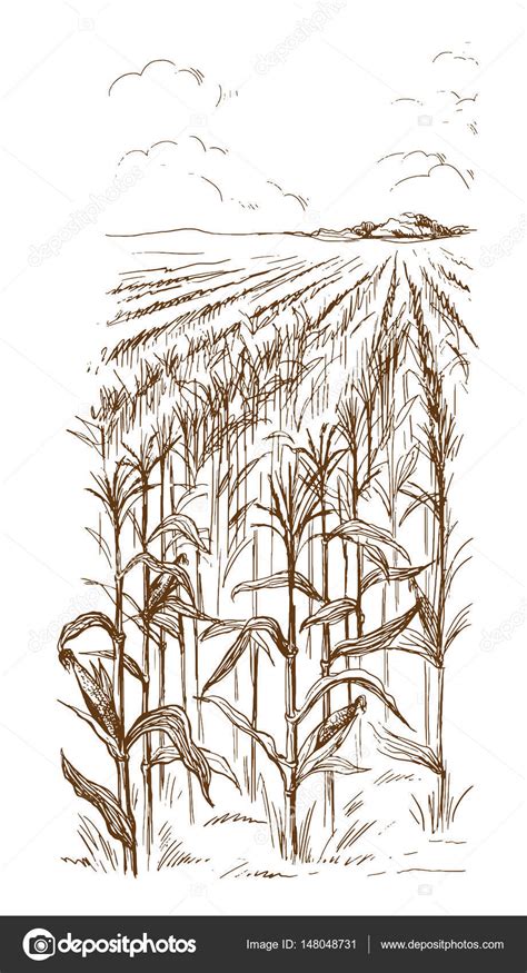 Corn Field Drawing at GetDrawings | Free download