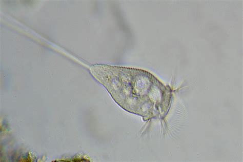 Protozoa ( Read ) | Biology | CK-12 Foundation