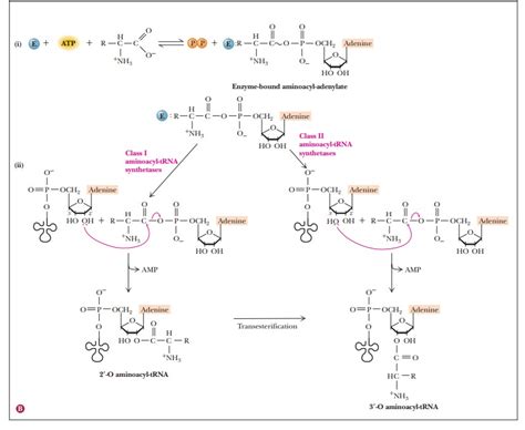 Amino Acid Activation