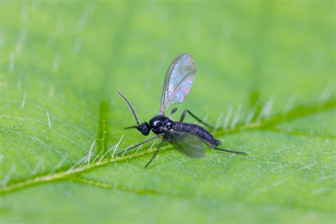 Does Diatomaceous Earth Control Fungus Gnats? – The Mosquito Company