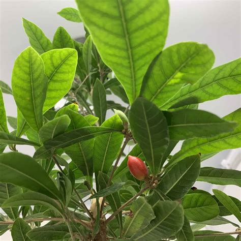 How to Grow a Miracle Berry Tree Indoors - A Natural Curiosity