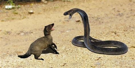 King Cobra vs Mongoose | 야생 동물, 짐승, 아기 강아지