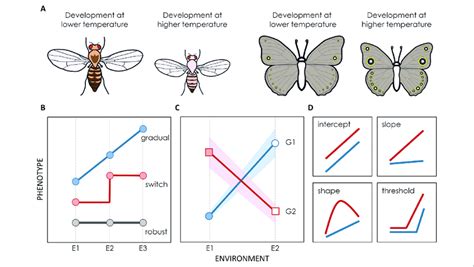| Environmental effects on phenotype expression. (A) Illustration of ...