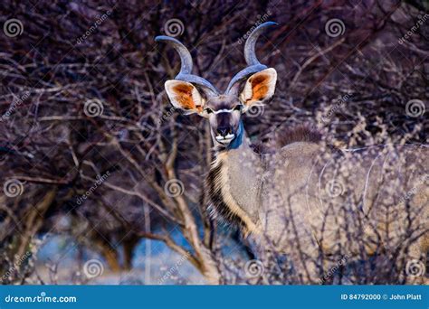 Magnificent Antlers of a Kudu Stock Photo - Image of namibia, africa ...