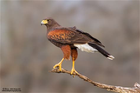 Harris’s Hawk | Bill Morales Photography