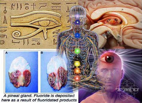 Pineal gland= eye of Horus = location of 3rd eye chakra | Pineal gland, Decalcify pineal gland ...