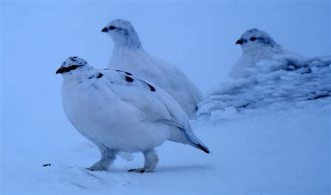 TARMACHAN MOUNTAINEERING: WILDLIFE PHOTOGRAPHY COURSE, CAIRNGORMS