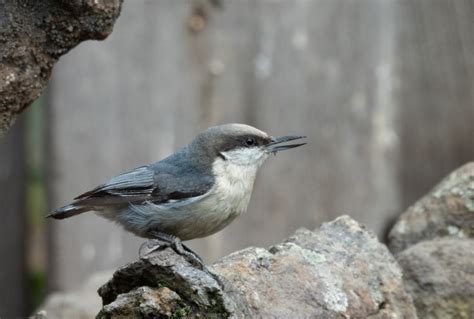 Pygmy Nuthatch: Field Guide, Pictures, Habitat & Info - Optics Mag