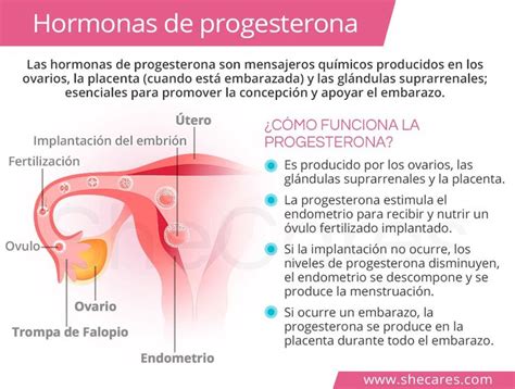 Pin by Jose Aguilera on Hormonas... in 2020 | Progesterone, Increase ...