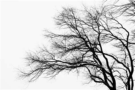 Bare Tree Silhouette Photograph by Larry Ricker