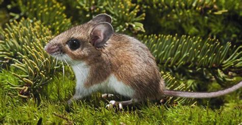 The Deer Mouse | Critter Science