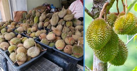 Durian Season Likely to Last Until Nov With Prices Kept Low - Goody Feed