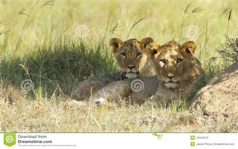 Young lion cubs stock photo. Image of beauty, reserve - 18444512