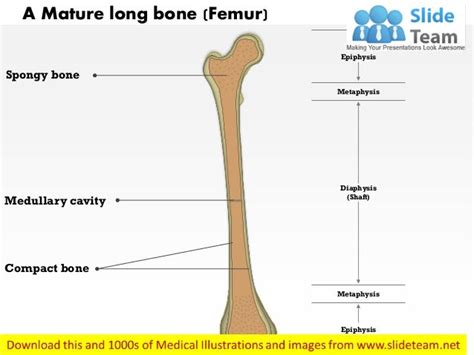 A mature long bone Medical Images For PowerPoint