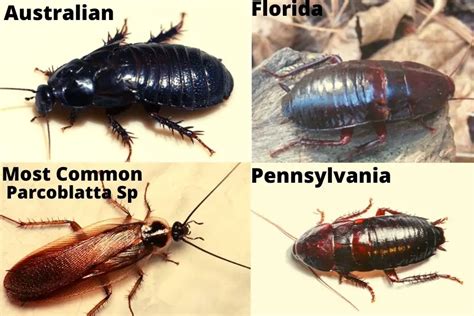 Wood Cockroach: Identification Guide | APB