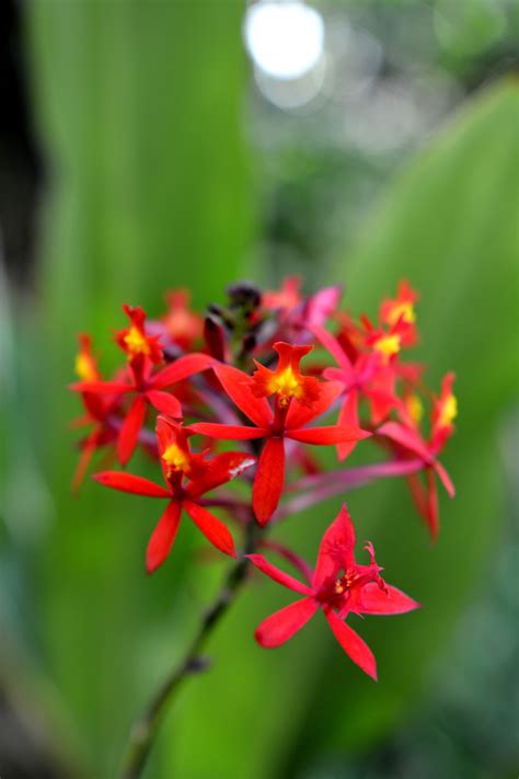 Epidendrum ibaguense (Crucifix Orchid) - Red