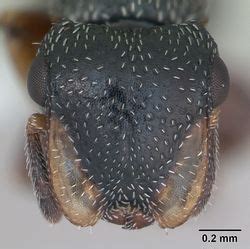 Key to Cephalotes Species - AntWiki