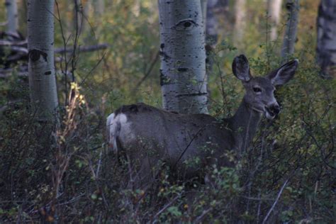 Banjo's Legacy: Northern Utah Wildlife