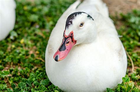 Mulard (Moulard) Duck: Pictures, Facts, Uses, Origins & Characteristics ...