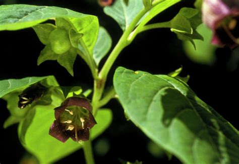 Deadly Nightshade Plant Photograph by Jerry Mason/science Photo Library - Pixels