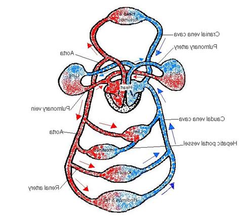 Circulatory System Diagram Unlabeled - ClipArt Best