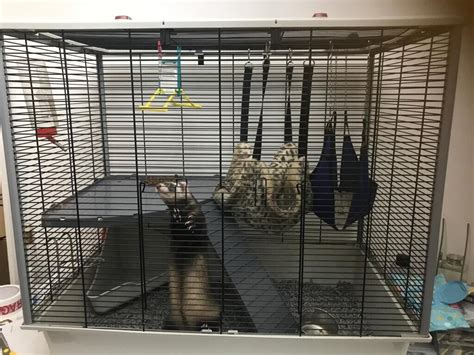 Ferret with large cage | in Bradford, West Yorkshire | Gumtree