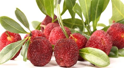 What is Bayberry ? Details of Bayberry