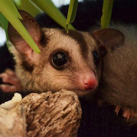 Endangered Mahogany Glider Joey Born at Wildlife Habitat | Queensland