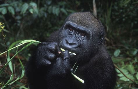 Western Lowland Gorilla | Species | WWF