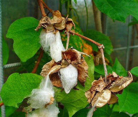 Plant Profile: Levant Cotton (Gossypium herbaceum) – KarensGardenTips.com