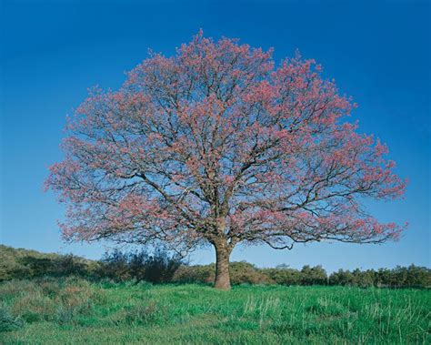 The 17 Most Common Oak Species in North America | Oak tree, Tree, Tree ...