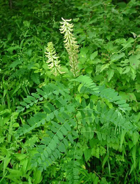 Growing Astragalus | How to grow Astragalus | Balcony Garden Web ...