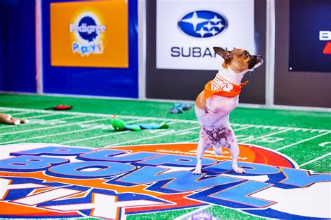 Puppy Bowl 2023: Meet Joey, a two-legged rescue dog playing on Sunday