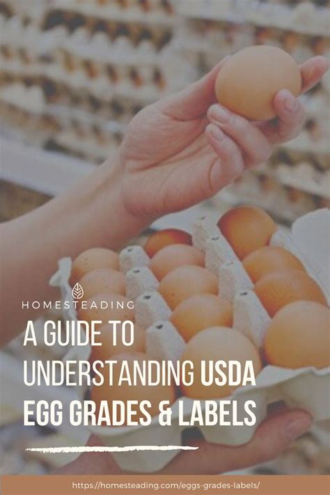 Understanding USDA Egg Grades, Labels & Common Terms | Usda, Eggs, Labels