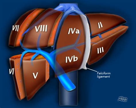 Liver Anatomy Segments