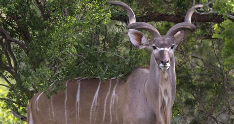 Kudu Antelope – WildLife Partners, LLC