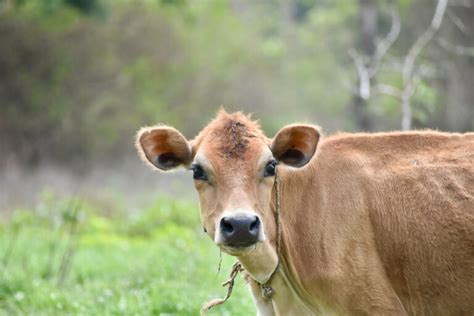 Jersey Cows: Breed Profile, Facts and Photos