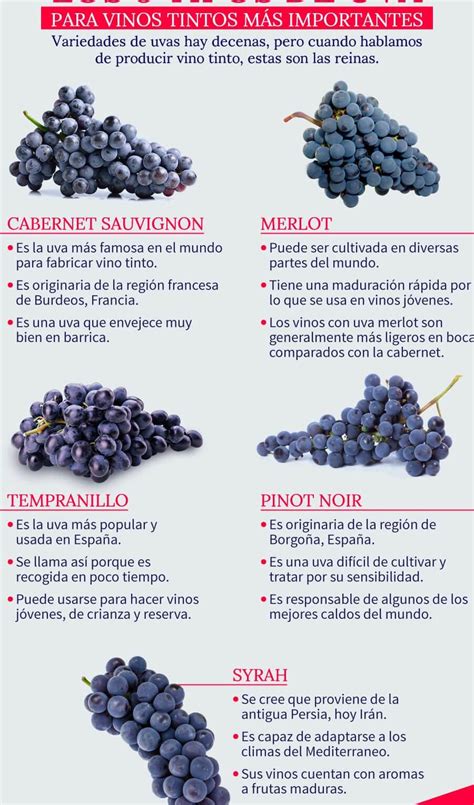 Las mejores Descubre la fascinante variedad de uvas para vino: conoce ...