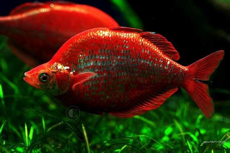 Red rainbowfish, Glossolepis incisus. These are large (possibly 7-8 ...