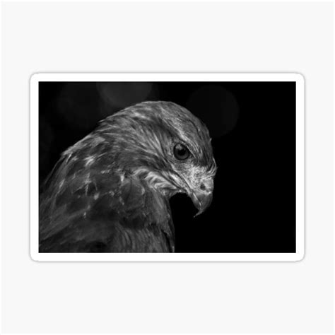 "Buzzard in Black and White" Sticker for Sale by FXST | Redbubble