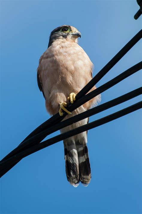 Seychelles Kestrel, Adult Perched On Wire, Republic Of Seychelles Photograph by Martin Gabriel ...