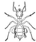 Trombiculidae - definition of Trombiculidae by The Free Dictionary