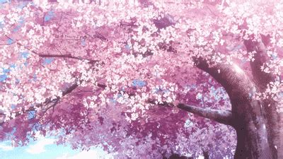 Cherry Blossom Gif - IceGif