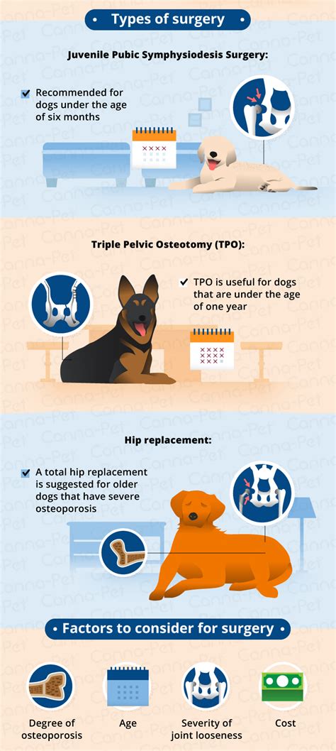 Hip Dysplasia in Dogs | Causes, Treatment & More