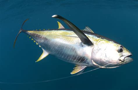 Indian Ocean tuna stocks still in danger of collapse, NGOs warn | Blue Marine Foundation