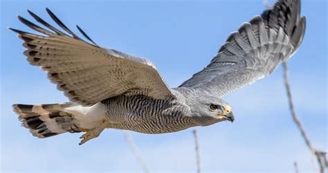 Gray Hawk Identification, All About Birds, Cornell Lab of Ornithology